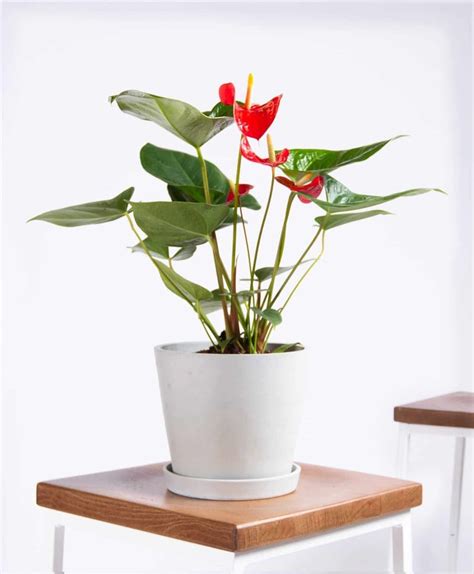 Best Indoor Flower Plants For Beginners | POPSUGAR Home