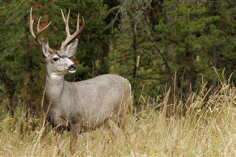 Mule Deer - GOABC Guide Outfitters Association of British Columbia Canada