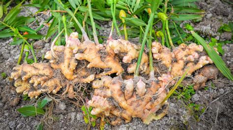 Ginger: How to Plant, Grow, and Harvest Ginger Root | The Old Famer's ...