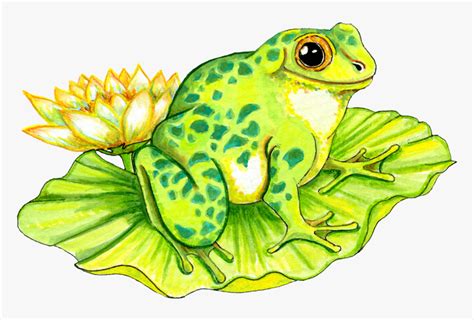 Frog On Lily Pad Drawing, HD Png Download - kindpng