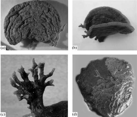 Xenophyophores from the Clarion-Clipperton nodule field: (a)... | Download Scientific Diagram