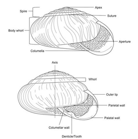 terrestrial snails affecting plants in Florida