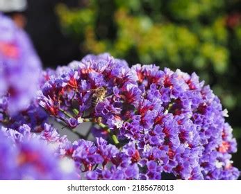 Bee Pollination South Africa Stock Photo 2185678013 | Shutterstock