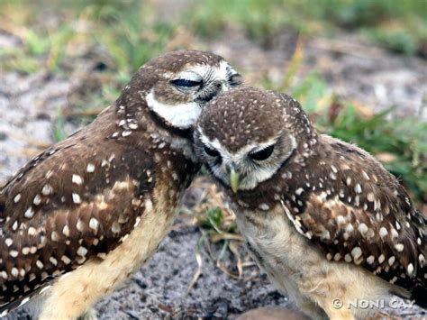 Baby Burrowing Owls | Noni Cay Photography