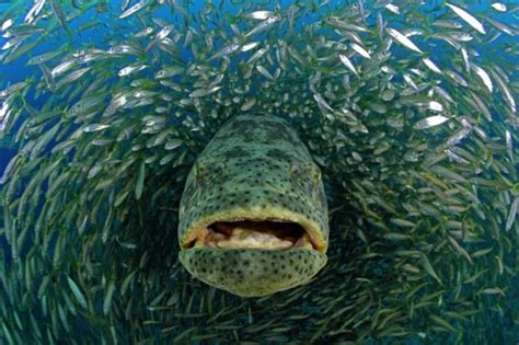 Is The Atlantic Goliath Grouper Endangered? | Pouted.com