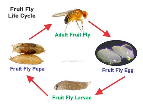 Fruit Fly Life Cycle Stages