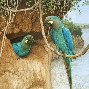 Glaucous Macaw | Facts, Life-span, Size | Extinct Bird | BEST PET BIRDS