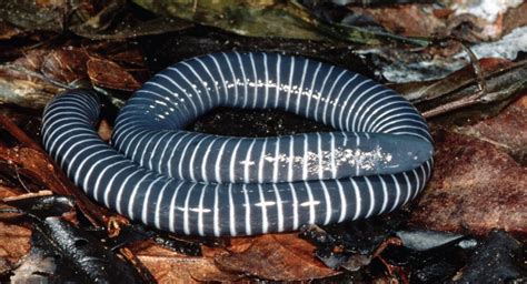 Caecilian, Reptiles And Amphibians, Caecilian Amphibian | Science Hub 4 Kids