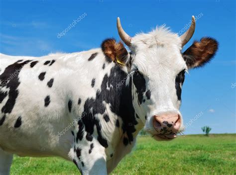 Young horned spotted cow — Stock Photo © kalinovsky #1043275