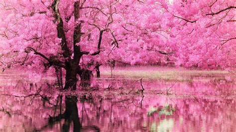 Pink Trees Wallpaper (58+ pictures)