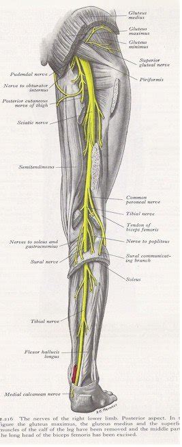 Nerves Of The Leg Anatomy - Anatomical Charts & Posters