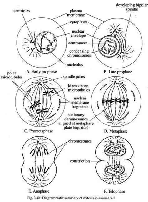 Cell Division Mitosis Drawing