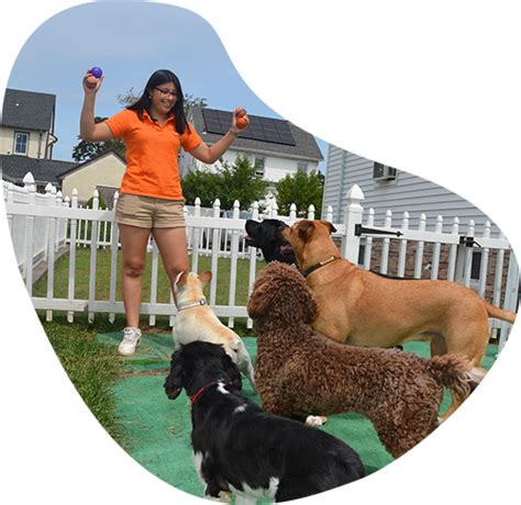 Dog Training - Bark & Learn