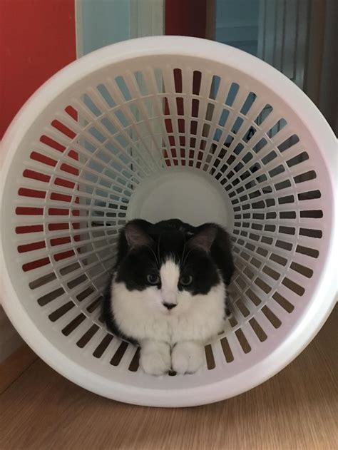 Ziggy looking like shes posing for an album cover | Album covers, Laundry basket, Plastic ...