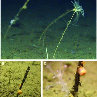 Xenophyophores Adaptations