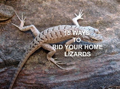 The Nifty Thrifty Family: 15 WAYS TO RID YOUR HOME OF LIZARDS