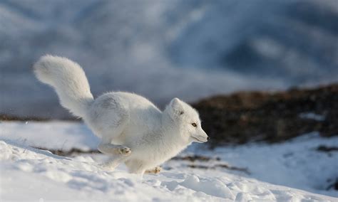 Arctic Foxes | Fun Facts, Where To See Them and How To Photograph Them | Wanderlust