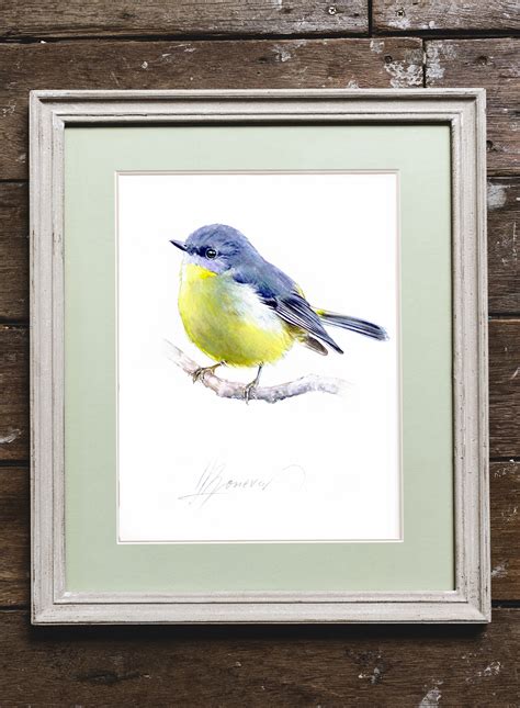 Eastern Yellow Robin Watercolor Painting Birds ORIGINAL - Etsy