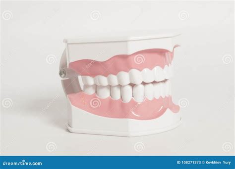 Dental human teeth model stock image. Image of oral - 108271373