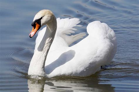 Mute Swan Facts