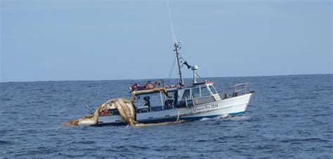 Giant Squid Fishing Boat | Bruin Blog