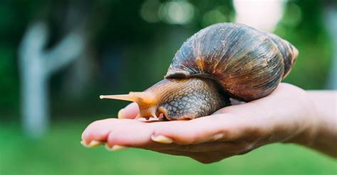 Snail Terrarium: 8 Tips to Make The Best Snail Habitat - A-Z Animals