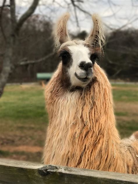 Happy Llama : r/aww