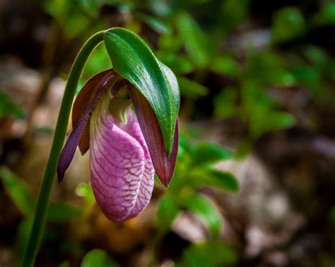 Selective focus photography of pink Lady's Slipper Orchid HD wallpaper | Wallpaper Flare