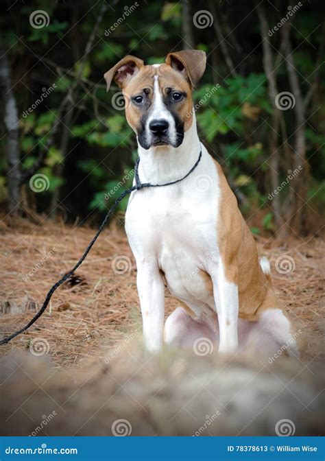 Boxer Mix Breed Adoption Photo Stock Image - Image of walton, society: 78378613