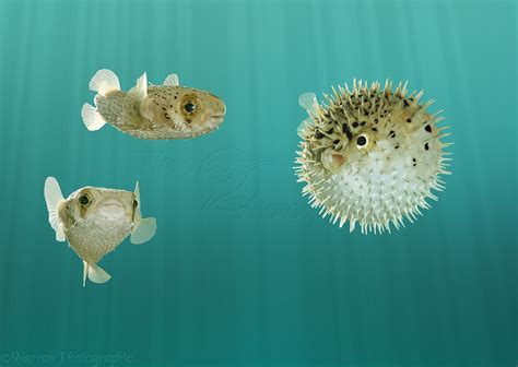 Pufferfish normal & inflated photo - WP03913