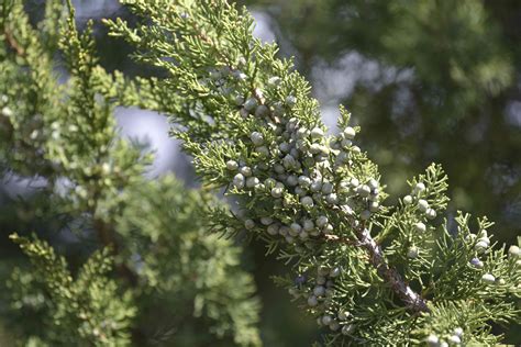 Chinese Juniper: Plant Care & Growing Guide