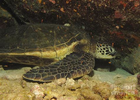 Sleeping Sea Turtle Photograph by William Miller | Fine Art America