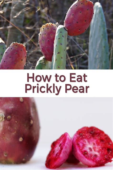 Prickly pear recipes – Artofit