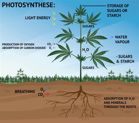 Photosynthesis: What Happens During the Light Phase? - Sensi Seeds