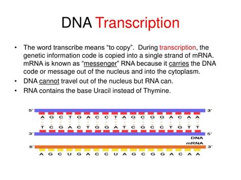 PPT - DNA Transcription & Translation PowerPoint Presentation - ID:3147989