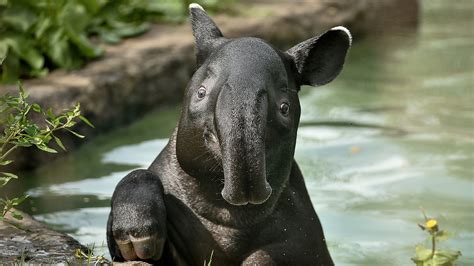 malayan tapir, Animals, Tapir Wallpapers HD / Desktop and Mobile Backgrounds