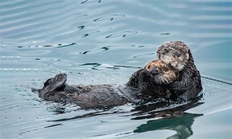 Friends of the Sea Otter | Defenders of Wildlife