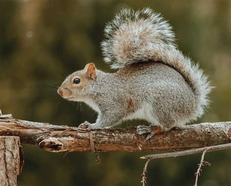 Eastern Gray Squirrel Hunting, History, Habitat, and Biology