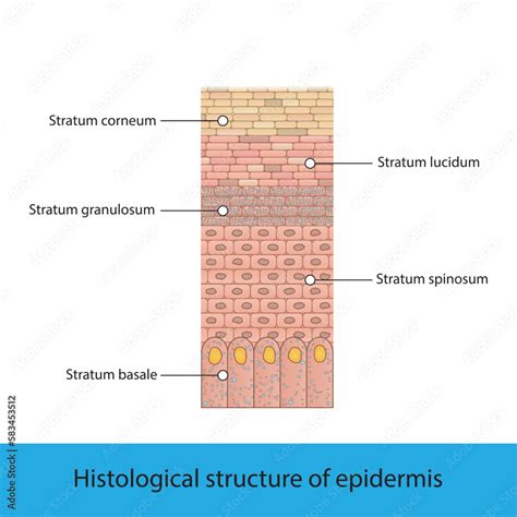 Histological structure of epidermis - skin layers shcematic vector illustration showing stratum ...