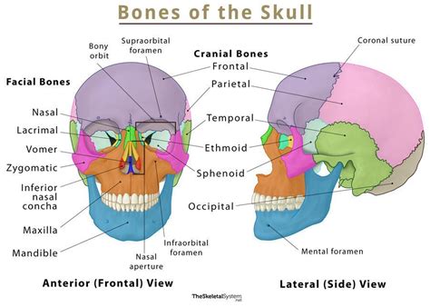 The Skull: Names of Bones in the Head, with Anatomy, & Labeled Diagram