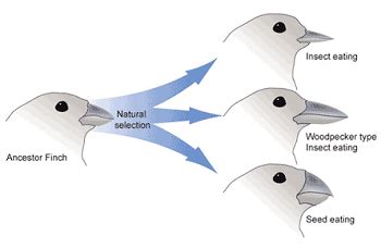 Theory of Evolution | Overview, Types & Examples | Study.com