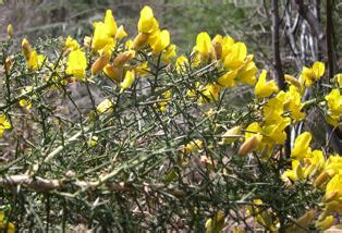 Gorse identification and control: Ulex europaeus - King County