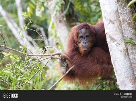 Orang-utan Native Image & Photo (Free Trial) | Bigstock