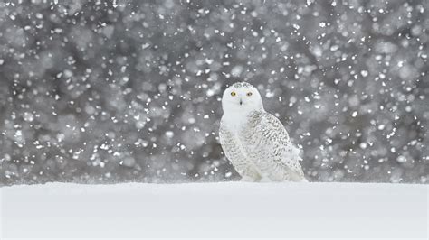 Bing HD Wallpaper Jan 7, 2019: An avian predator built for the snow - Bing Wallpaper Gallery