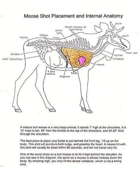 Anatomy Of A Moose - ANATOMY