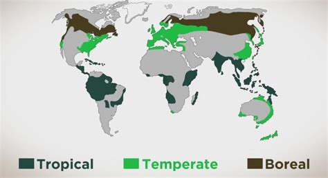 Forest Ecology and Classification : Plantlet