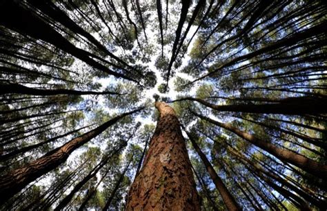 Menikmati Teduhnya Hutan Pinus Mangunan Yogyakarta - Bakpiaku