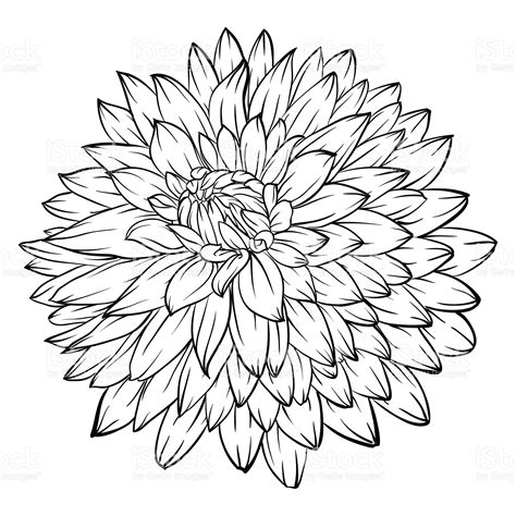 beautiful monochrome black and white dahlia flower isolated on... | Flower line drawings, Flower ...