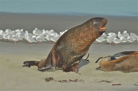 New Zealand: Rare Animals on the Otago Peninsula