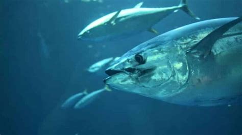 Bluefin Tuna: Why Is It Endangered?